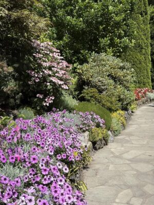 lavender petunias and hydrangeas for color blog