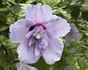 pale lavender rose of sharon for color blog