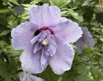 pale lavender rose of sharon for color blog
