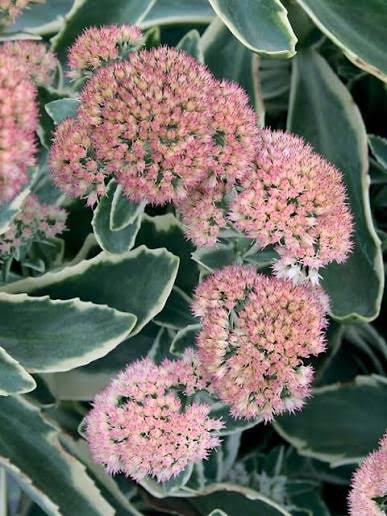 Sedum 'Autumn Charm'