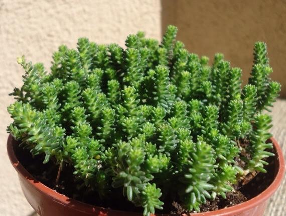 small sedum