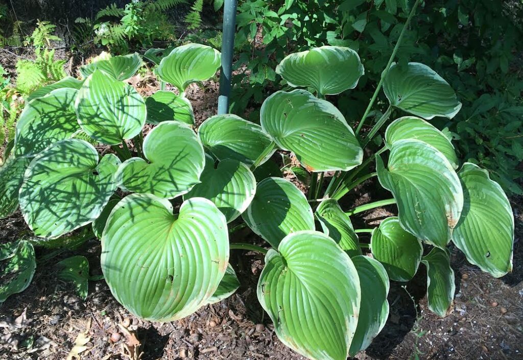 hosta leaves with white margins