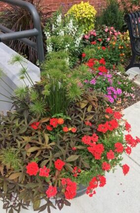 Flower Mix with Primary Colors for Color