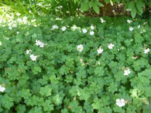 Geranium 'Kashmir' for color blog
