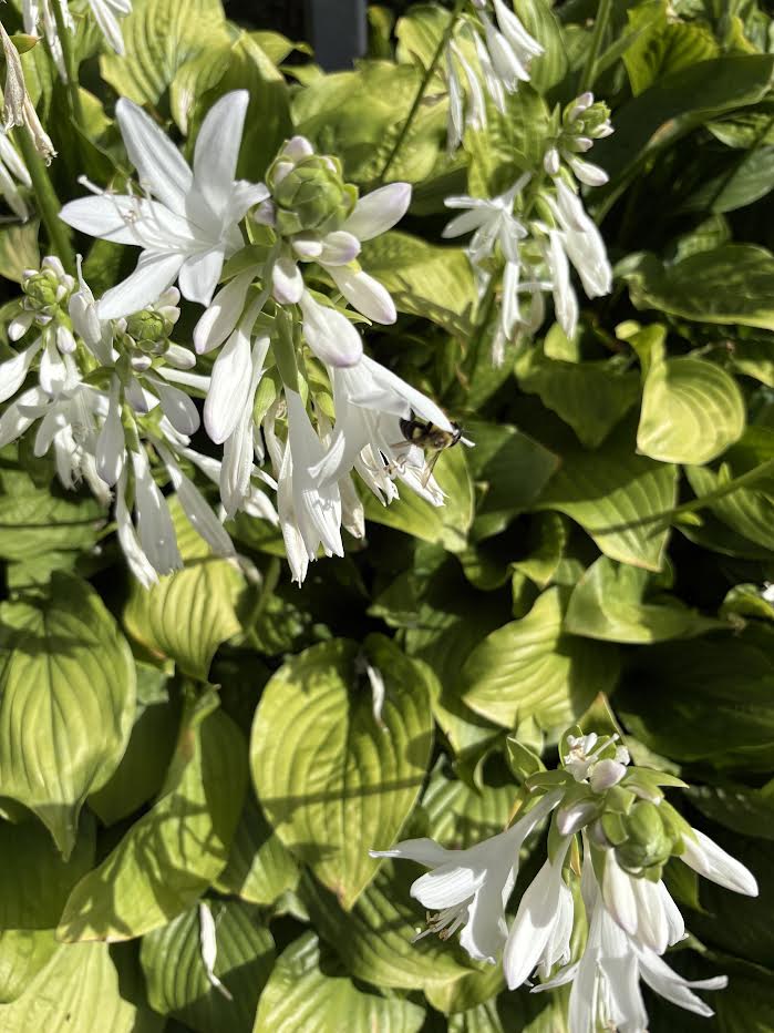White Hosta Flowers with Bee