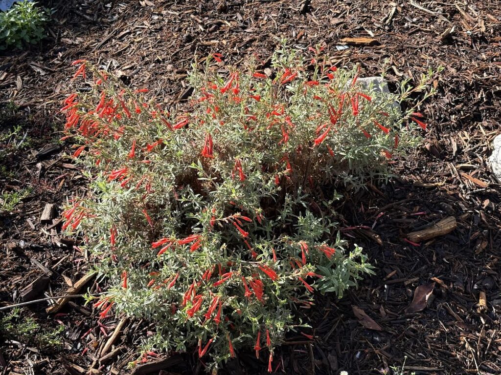 Epilobium- California Fuchsia