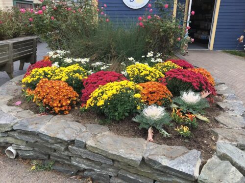 Bedding mums if fall colors