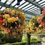 Hanging Tuberous Begonias in warm for color blog