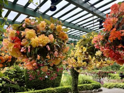 Hanging Tuberous Begonias in warm for color blog