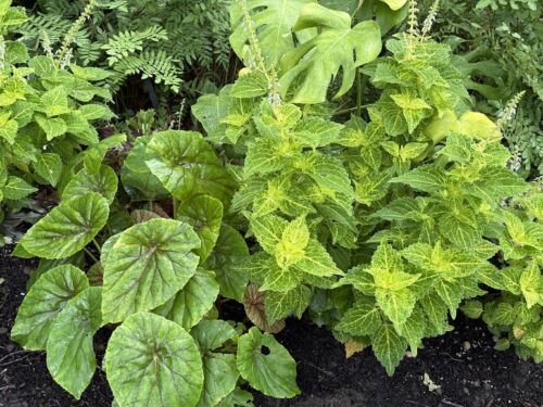 Coleus and Begonias have lovely colors of green