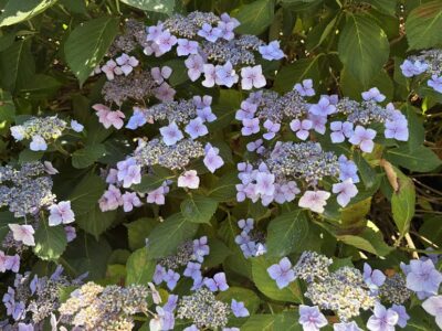 Hydrangea in soft lavender color