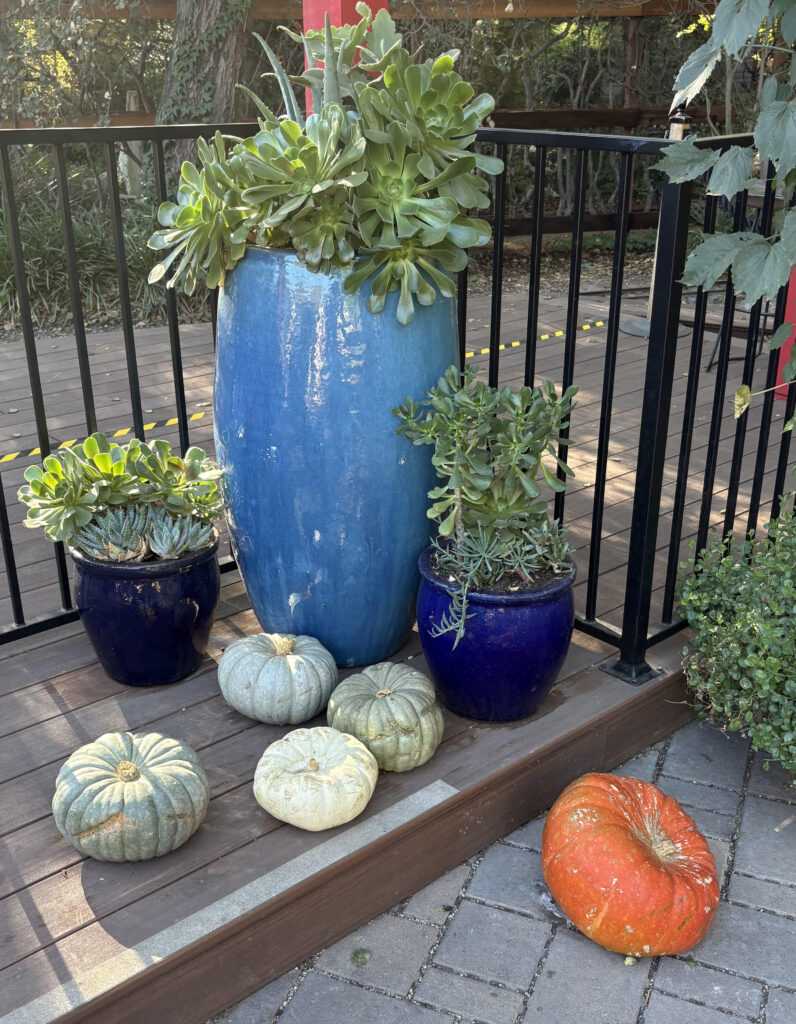 Colorful Ceramic pots with pumpkins