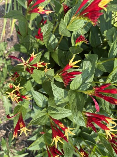 Cuphea hybrid in hot colors