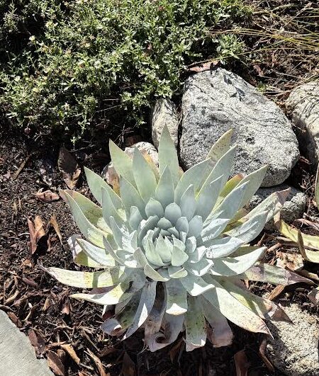 Dudleya