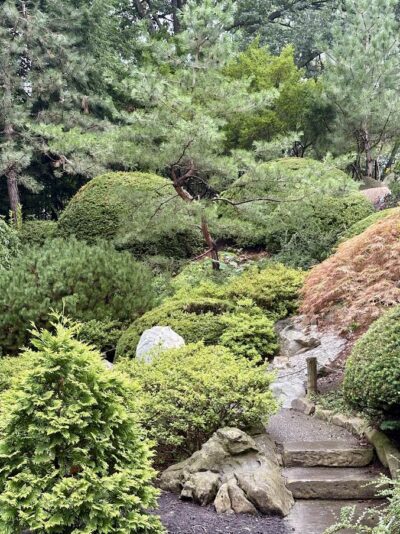 Conifers, evergreens and maples in a Japanese Garden