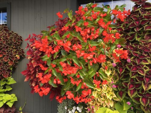Hanging begonias and coleus for color blog