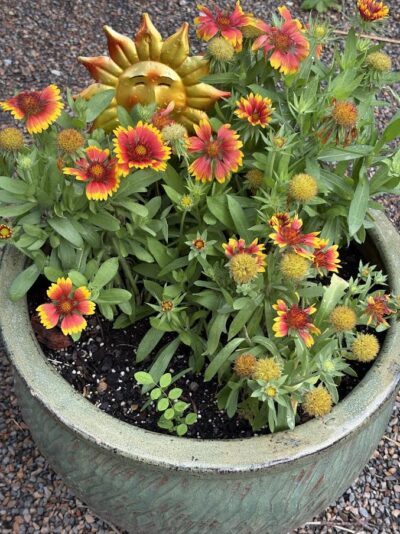 Blanket Flowers with sun