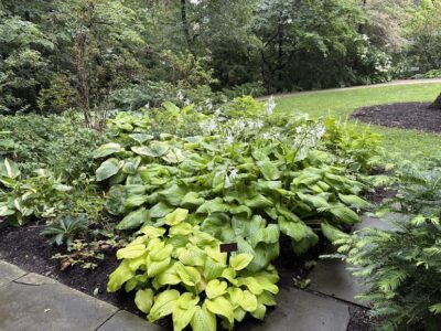 Hosta bed by a lawn