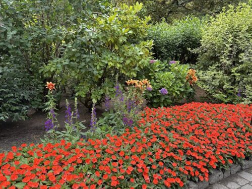 Big bed of Impatiens in hot color