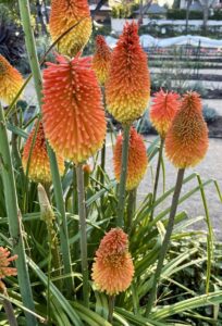 Red Hot Pokers- Kniphofia