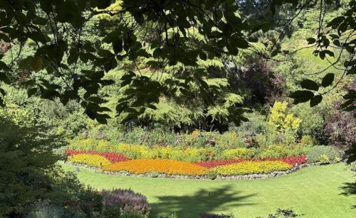 Warm colored bedding plants in large sections for color blog