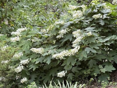 White Oakleaf Hydrangea with woodland background