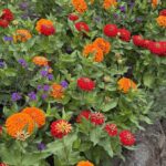 Red and Orange Zinnias with Verbena at Butchart Gardens