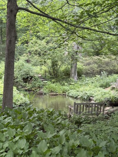 Layers of leaves and foliage by a pond