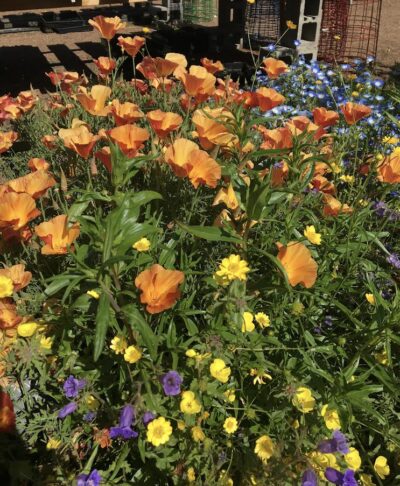 Poppies with gold coin and salvias for color blog
