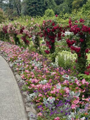 Roses with annual border at Butchart Gardens