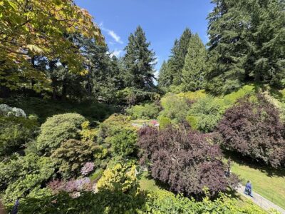 Forest Backdrop with evergreens and maples in foreground