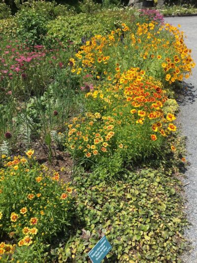 Flowering Border in warm colors for color blog
