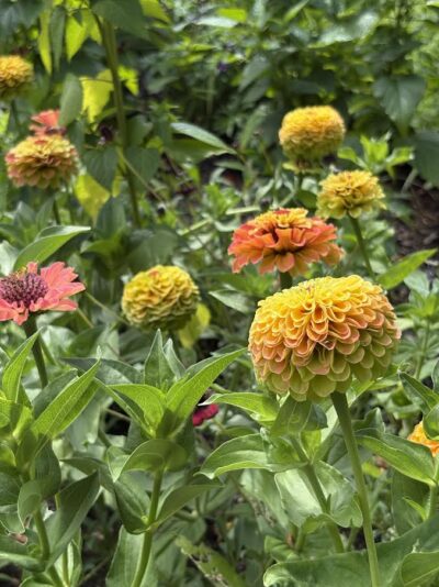 Zinnias in warm colors