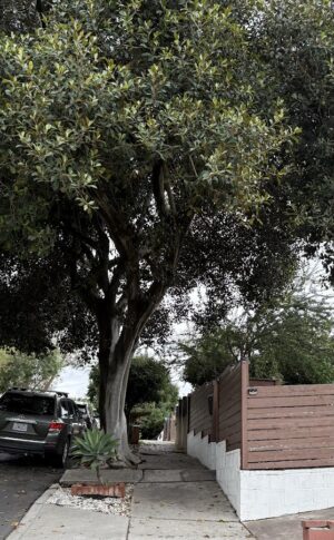 Huge Tree in a park strip