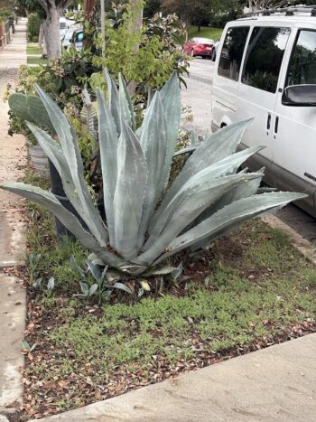 Agave in a Park strip