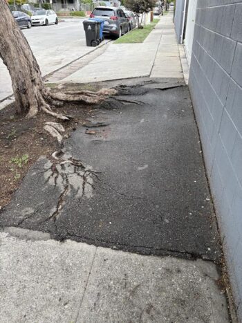 Tree roots and asphalt repair of a sidewalk