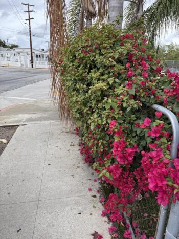 bougainvillea by a sidewalk