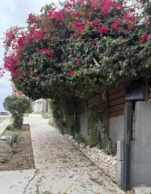 Bougainvillea overhanging a sidewalk