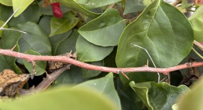 thorns on a bougainvillea