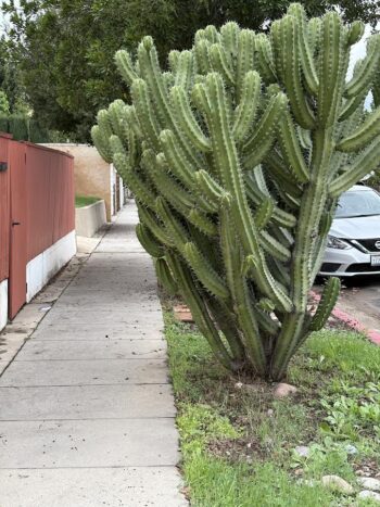cacti impeding the sidewalk