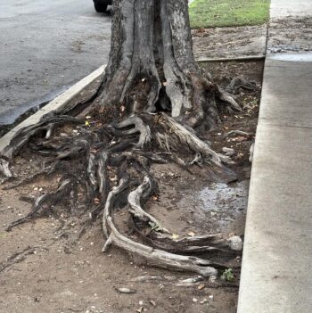 Raised roots in a park strip