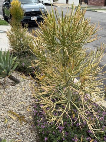 Caustic plant in a park strip