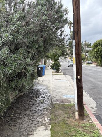 Echium overtaking a sidewalk