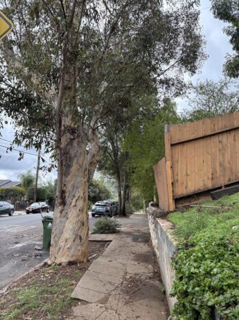 Eucalyptus in park strip