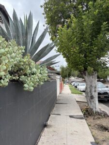 Agave at head height