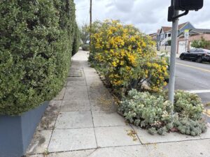 boxwood and garden blocking park strip