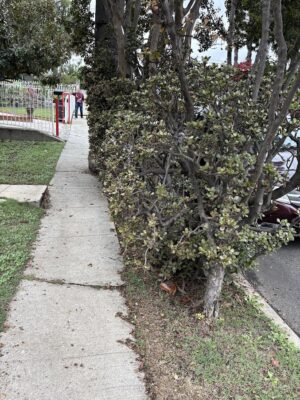 Jade Tree in a park strip