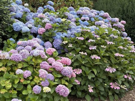 Mixed Hydrangeas in Kubota Garden