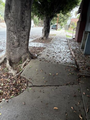 Laurel Fig lifting sidewalk