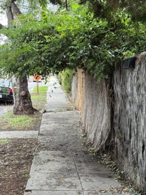 low hanging tree over a sidewalk